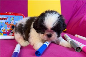 Jessica - puppy for sale