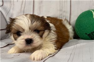 Jeter - Shih Tzu for sale