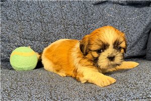 Konya - Shih Tzu for sale