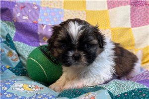 Montague - Shih Tzu for sale
