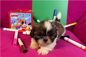 Jennifer - puppy for sale