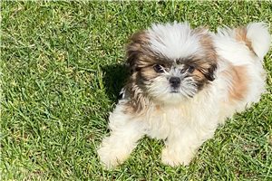 Cedric - puppy for sale