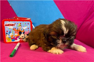 Jacob - Shih Tzu for sale