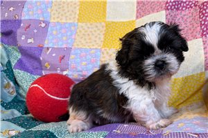 Monet - puppy for sale