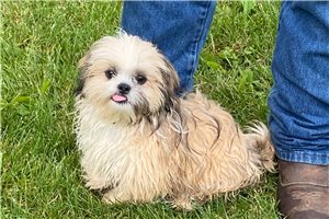 Sebastian - puppy for sale