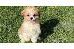 Odie - puppy for sale