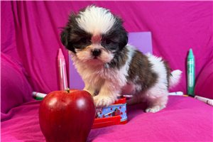 Jaclyn - Shih Tzu for sale