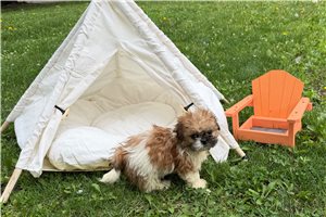 Kimbra - Shih Tzu for sale