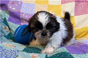 Monroe - puppy for sale