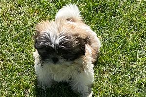Carnation - puppy for sale