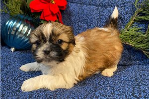 Olivia - puppy for sale