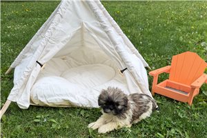 Kimmy - Shih Tzu for sale