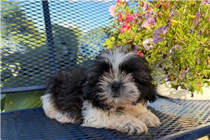 Monet - Shih Tzu for sale
