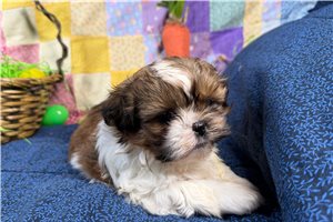 Maeve - Shih Tzu for sale