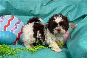 Mason - Shih Tzu for sale