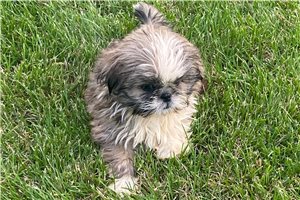 Nichole - puppy for sale