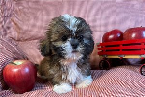 Jacob - Shih Tzu for sale