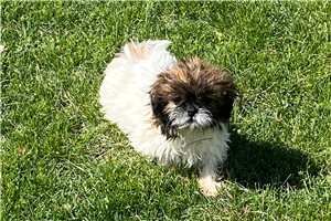 Carmela - puppy for sale