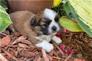 Felix - Shih Tzu Puppy 811473 | Pawrade