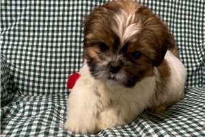 Otto - puppy for sale