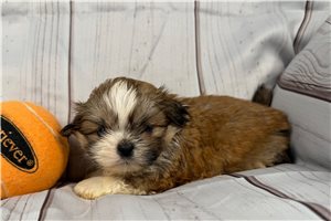 Jett - Shih Tzu for sale