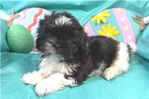 Malachi - Shih Tzu for sale