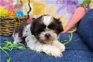 Mason - puppy for sale