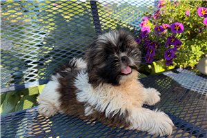 Montague - Shih Tzu for sale