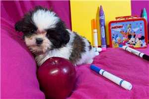 Jessica - Shih Tzu for sale