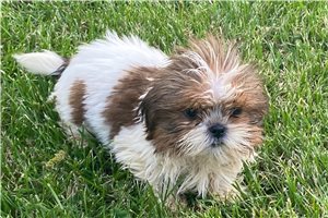 Nelson - Shih Tzu for sale