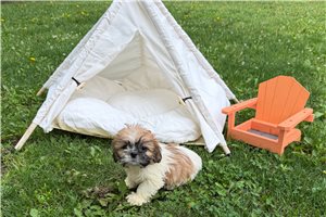 Konya - Shih Tzu for sale
