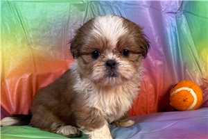 Neon - puppy for sale