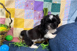 Malachi - puppy for sale