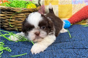 Miguel - puppy for sale