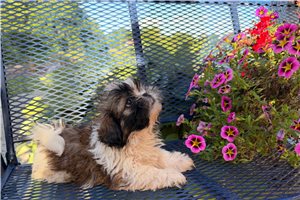 Mercy - Shih Tzu for sale