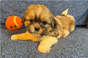 Kudoba - puppy for sale