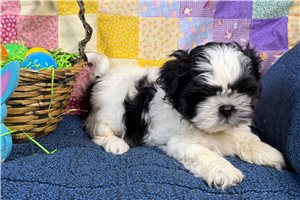 Maverick - Shih Tzu for sale