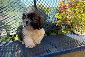 Monroe - Shih Tzu for sale