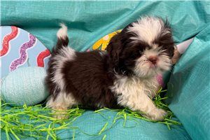 Miguel - Shih Tzu for sale