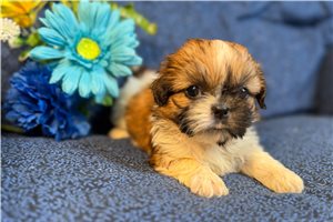Kimbra - puppy for sale