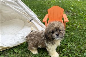 Kudoba - Shih Tzu for sale