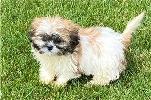 Cecil - puppy for sale