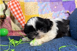 Maria - puppy for sale