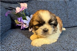 Kinley - puppy for sale