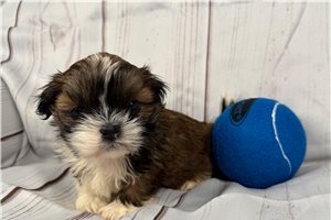 Jethro - puppy for sale