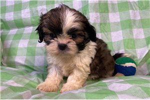Josiah - puppy for sale