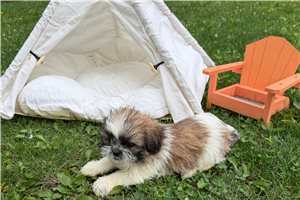 Kinley - Shih Tzu for sale