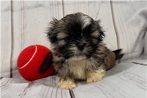 Jesse - Shih Tzu for sale
