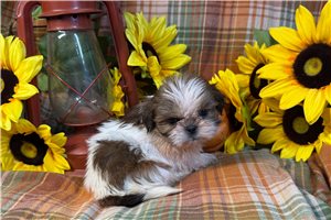 Van Gogh - puppy for sale