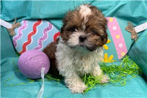 Maeve - Shih Tzu for sale